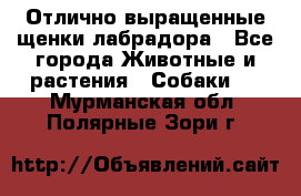 Отлично выращенные щенки лабрадора - Все города Животные и растения » Собаки   . Мурманская обл.,Полярные Зори г.